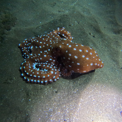 Pieuvre tachetée de blanc sur fond sableux, plongée de nuit Cap-Vert