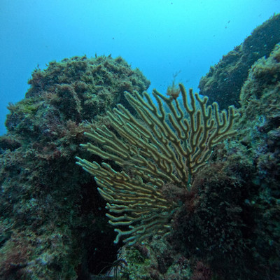 Gorgone en éventail sur récif rocheux, Cap-Vert