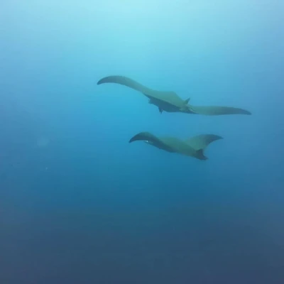 Raies manta dans l'eau bleue, plongée Cap-Vert