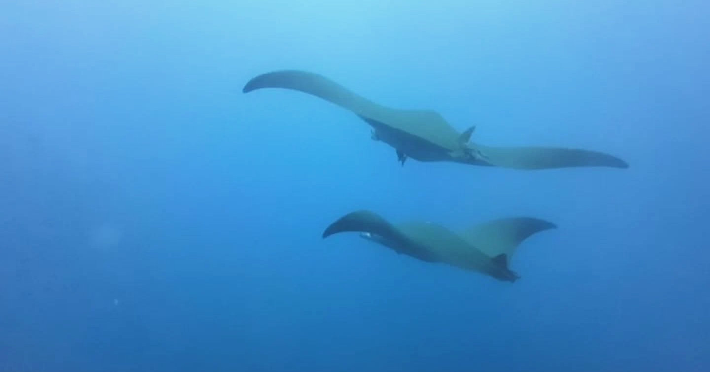 Candidato a Divemaster a ajudar num mergulho em Cabo Verde